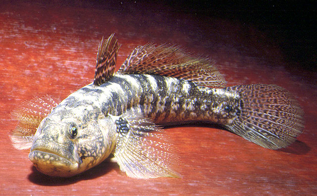 Zosterisessor ophiocephalus (Ghiozzo go)